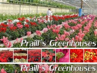  $50 Gift Card for plants, gardening needs, etc. from Praill's Greenhouse Produce Ltd.