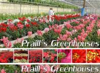 Block 11 #1 - $50 Gift Card for plants, gardening needs, etc. from Praill's Greenhouse Produce Ltd