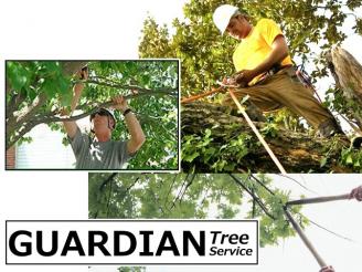  $350 Gift Card for services from Guardian Tree Systems Inc., Sarnia.