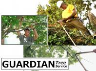 Gift certificate for $350 for any services that Guardian Tree provides.