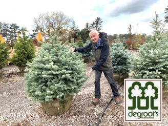  One Baby Blue Colorado spruce tree (5 ft ) delivered & planted from DeGroot's Nurseri.