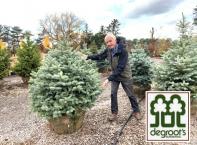 Block 72 #6 - One Baby Blue Colorado spruce tree (5 ft ) delivered & planted from DeGroot's Nurseri